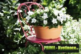 Prima-květináče designový, barevný, plastový květináč, mísa Elho Green basics na terasu nebo do interiéru, bowl samozavlažovací plastové venkovní závěsné
