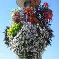 Prima-květináče samozavlažovací květinové mísy, závěsné sestavy na sloupy veřejného osvětlení, květníky na sloupy Green City samozavlažovací plastové venkovní závěsné