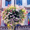 Prima-květináče samozavlažovací květinové mísy, závěsné sestavy na sloupy veřejného osvětlení – moderní výzdoba náměstí, ulic, květináče pro města a obce samozavlažovací plastové venkovní závěsné