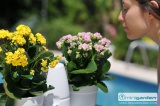 Prima-květináče barevné kryty Minigarden® basic jsou určené k pěstebnímu systému Minigarden® basic S a nahradí původní kryty bílé barvy. samozavlažovací plastové venkovní závěsné