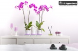 Prima-květináče barevné kryty Minigarden® basic jsou určené k pěstebnímu systému Minigarden® basic S a nahradí původní kryty bílé barvy. samozavlažovací plastové venkovní závěsné