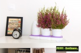 Prima-květináče pěstební systém Minigarden® Basic pro snadné pěstování bylin, květin a zeleniny, unikátní design samozavlažovací plastové venkovní závěsné