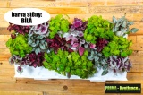Prima-květináče vertikální květináče, kaskádový květináč na jahody, zelené stěny, vertikální záhon Minigarden samozavlažovací plastové venkovní závěsné