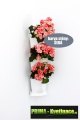 Prima-květináče vertikální květináče, kaskádový květináč na jahody, zelené stěny, vertikální pěstování Minigarden samozavlažovací plastové venkovní závěsné