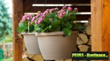 Prima-květináče Samozavlažovací závěsný květináč Žardina Siesta 30 - závěsný Plastia samozavlažovací plastové venkovní závěsné