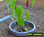 Keep H2O - ohradník kolem rostliny pro efektivní zalévání