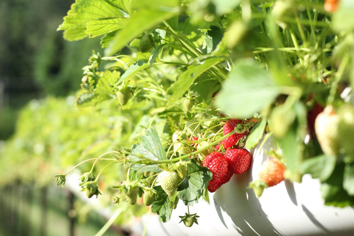 Proč jsou právě jahody vhodné pro pěstování v květináči?